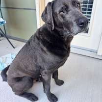 Thumbnail photo of Bullet #4