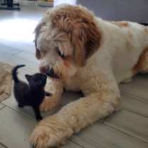 Thumbnail photo of Appa #3