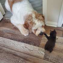 Thumbnail photo of Appa #4