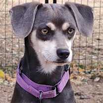 Thumbnail photo of Abbott #2