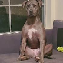 Thumbnail photo of Momo #2