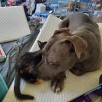 Thumbnail photo of Momo #3