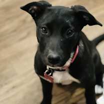 Thumbnail photo of GEMMA #1