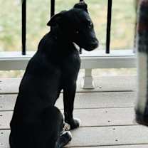 Thumbnail photo of GEMMA #2