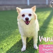 Thumbnail photo of Vanilla-Adopted! #1