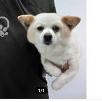 Thumbnail photo of Vanilla-Adopted! #2