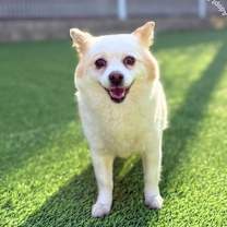 Thumbnail photo of Vanilla-Adopted! #3