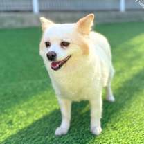 Thumbnail photo of Vanilla-Adopted! #4