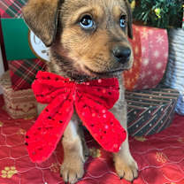 Thumbnail photo of Kuma Bear #2