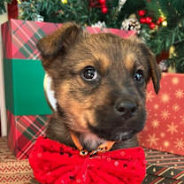 Thumbnail photo of Kuma Bear #3