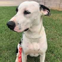 Thumbnail photo of Jackson Dwayne-JD #2