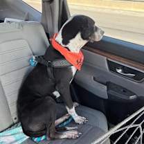 Thumbnail photo of Bao* #4