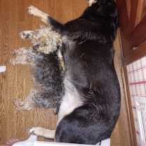 Thumbnail photo of Mister #3