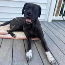 Thumbnail photo of Zoey #3