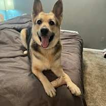 Thumbnail photo of Gemini #2