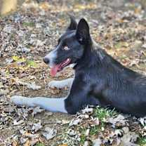 Thumbnail photo of Dixie Adoption Pending #2