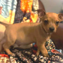 Thumbnail photo of Figgy #2