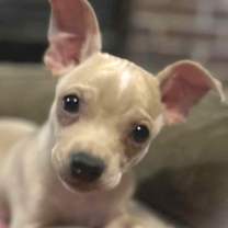 Thumbnail photo of Eggnog #1