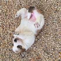 Thumbnail photo of Zuri JuM #3