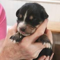 Thumbnail photo of Odessa JuM #2