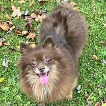 Thumbnail photo of Mitzi #1