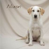 Thumbnail photo of Nixon #3