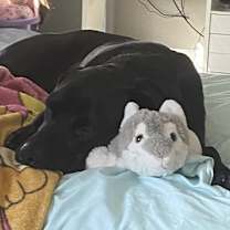 Thumbnail photo of Trubear #1