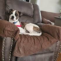 Thumbnail photo of farley #1