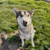 Thumbnail photo of Mbwa #1