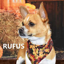 Thumbnail photo of Rufus/Gus #1