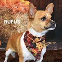 Thumbnail photo of Rufus/Gus #2