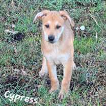 Thumbnail photo of Cypress DD #1