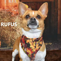 Thumbnail photo of Rufus/Gus #3