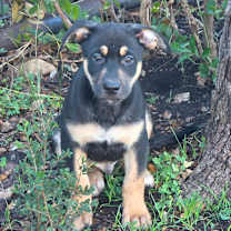 Thumbnail photo of Kaos DD #1