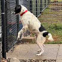 Thumbnail photo of Teddy #4