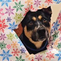 Thumbnail photo of Lokey #1