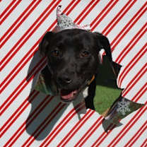 Thumbnail photo of Sadie #3