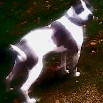 Thumbnail photo of farley #3