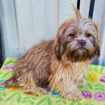 Thumbnail photo of Rolo #2