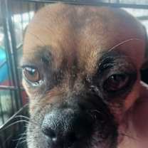 Thumbnail photo of Sadie #2