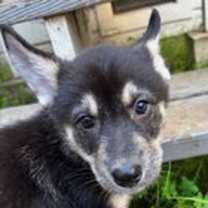 Thumbnail photo of Rocky D5274 #2