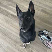 Thumbnail photo of Knight #1