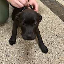 Thumbnail photo of Holly(Blue/black collar) #3