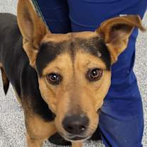 Thumbnail photo of Bruno #2