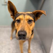 Thumbnail photo of Bruno #3