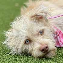 Thumbnail photo of Maple #3