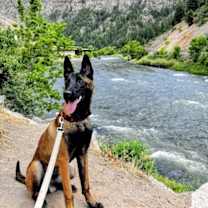 Thumbnail photo of Goose #1