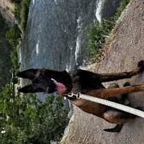 Thumbnail photo of Goose #2