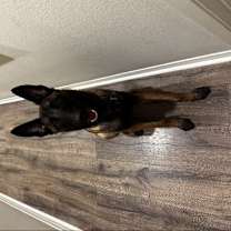 Thumbnail photo of Goose #3