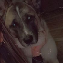 Thumbnail photo of Kenai #3